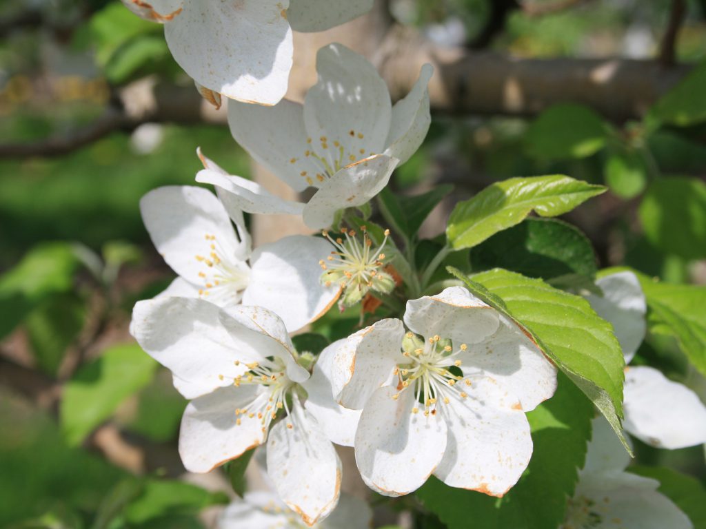Apfelblüte