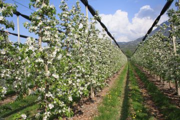 Apfelblüte
