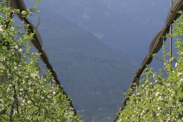 Apfelbäume