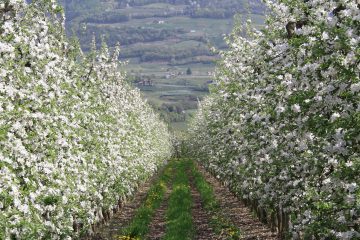 Apfelblüte