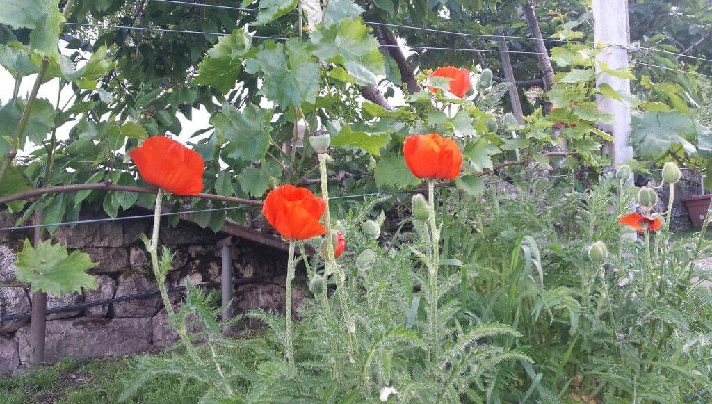 WhatsApp Image 2017-05-15 at 18.21.49 (1)
