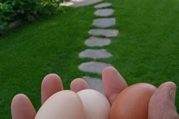 Eierhand