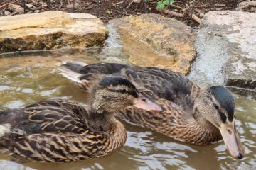 Enten